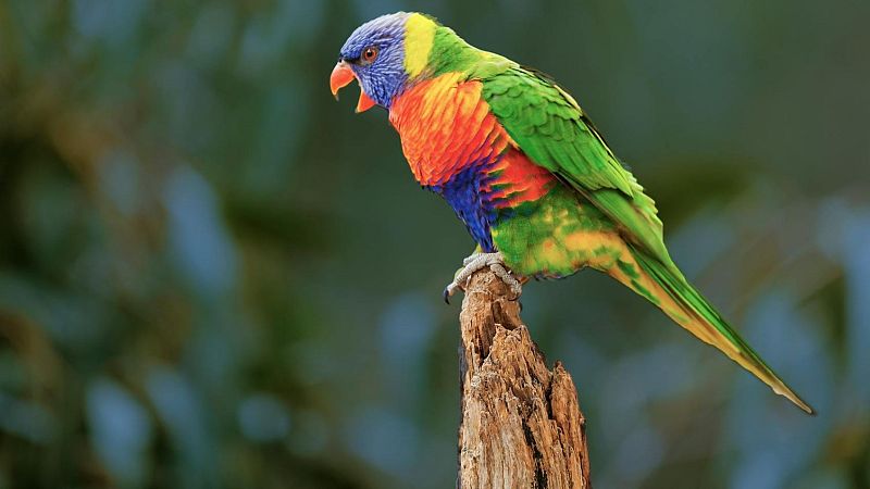 Bon dia i bona sort - Allen 5 lloros per insultar els visitants: els xungos del zoo - Bon dia i bona sort | Escoltar