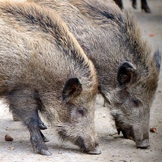 S'estendrà per tot Catalunya la pesta porcina africana? El conseller Ordeig respon