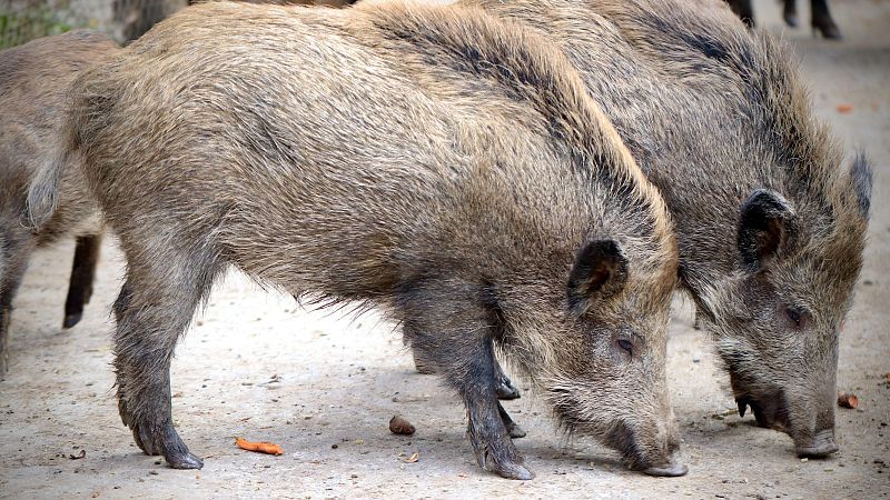 El matí de Ràdio 4 - S'estendrà per tot Catalunya la pesta porcina africana? El conseller Ordeig respon