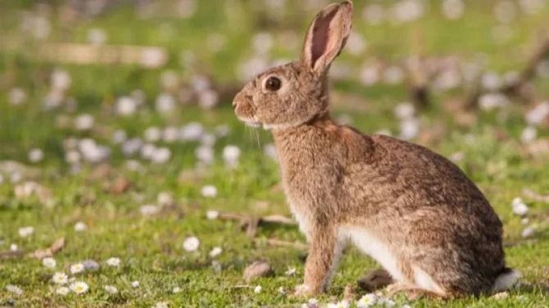 El mat de Rdio 4 - ASAJA CATALUNYA: Sn primer els conills i els ocells que els pagesos a Catalunya? - El mat de Rdio 4 | Escoltar