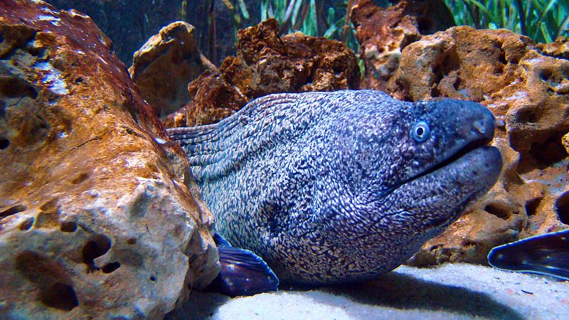 El palabrero - Una morena glacial - 02/12/25 - Escuchar ahora