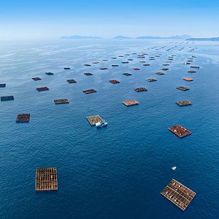 España referente europeo de la acuicultura