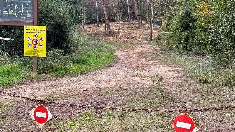 Intensifiquen els controls a Collserola pel brot de pesta porcina