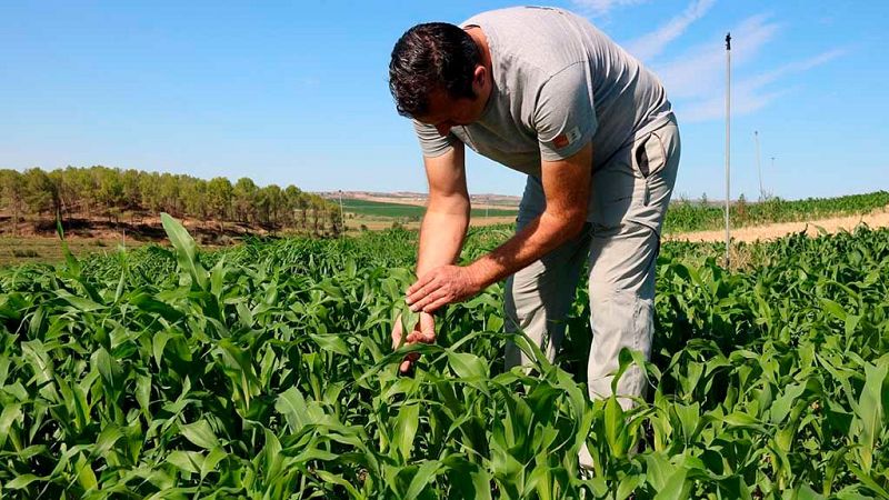El mat de Rdio 4 - Els pagesos n'estan farts, reclamen preus justos i prous abusos - El mat de Rdio 4 | Escoltar