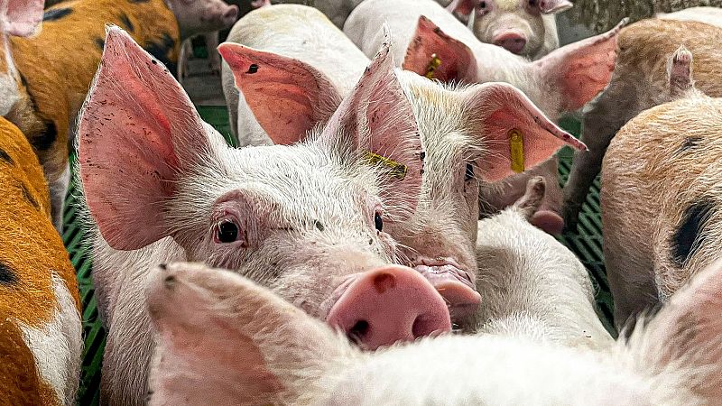 El sector porcí en alerta per les pèrdues de fins a 15 cèntims per quilo