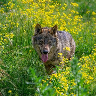 L'actualitat del món animal amb Paula Calvo
