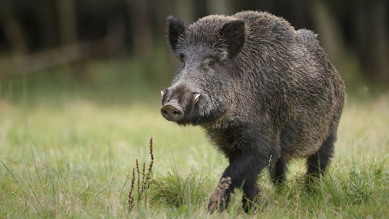 Más cerca - ¿Cómo controlar la sobrepoblación de fauna salvaje? - Escuchar ahora