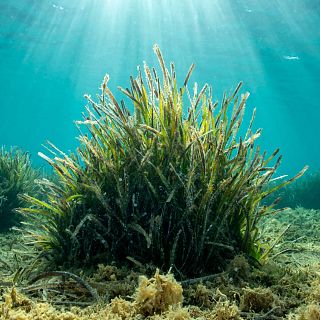 Infauna: una gran aliada para conservar los sebadales