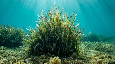 Infauna: una gran aliada para conservar los sebadales