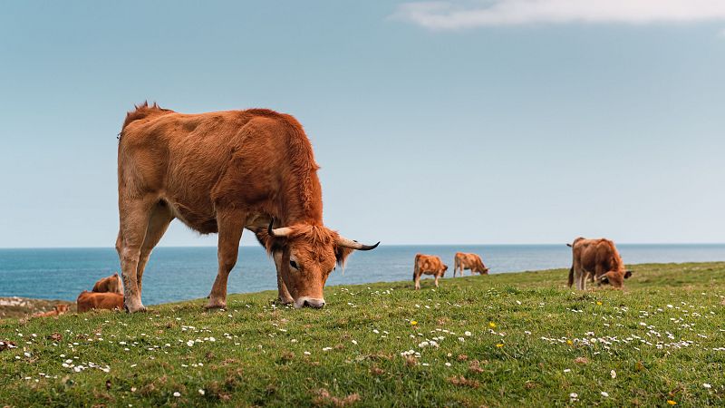 Mundo rural - PAC: Saldo de los pagos de la campaña 2025 - 08/01/25 - Escuchar ahora