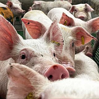 La peste porcine africaine: le foyer est sous controle