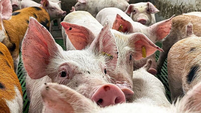 La peste porcine africaine: le foyer est sous controle - Émission en français | Escuchar