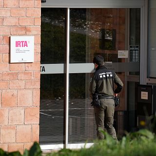 Peste porcina: "Es improbable que salga de un laboratorio, no imposible"