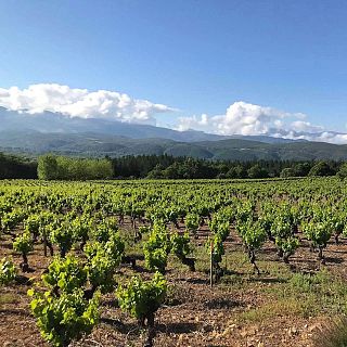 La mejor bodega de Castilla y Le�n est� en el Bierzo