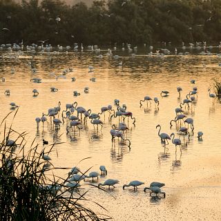 Doñana, refugio de aves acuáticas y marinas