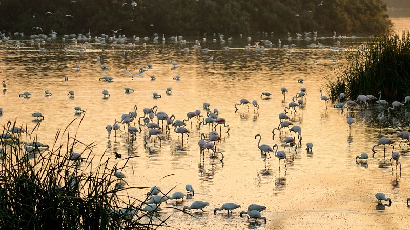 Doñana, refugio de aves acuáticas y marinas - Españoles en la mar | Escuchar