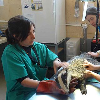 Hospital de fauna salvaje y Observatorio Bienestar Animal