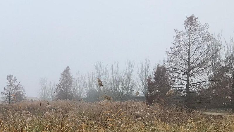 Mediterráneo - El Ailanthus Altíssima o el árbol que coloniza Palestina - 14/12/25 - Mediterráneo | Escuchar
