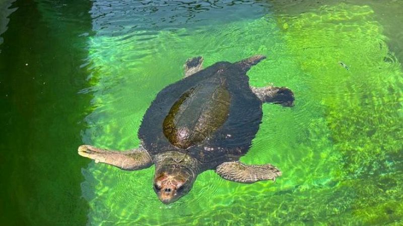 Protegir les tortugues: entrevista Montse Pal, de la Fundaci� CRAM - S�n 4 dies | Escuchar