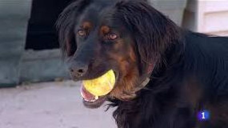 El mat� de R�dio 4 - Arriba la procession�ria a Catalunya: qu� has de fer si ataca el teu gos? - El mat� de R�dio 4 | Escoltar