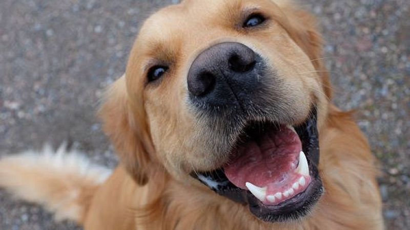 El mat� de R�dio 4 - Odontovets, la primera cl�nica dental per a gossos i gats de Catalunya - El mat� de R�dio 4 | Escoltar