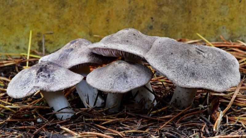 El mat� de R�dio 4- On podem trobar fredolics, rovellons, camagrocs i trompetes aquest Nadal? - El mat� de R�dio 4 | Escoltar