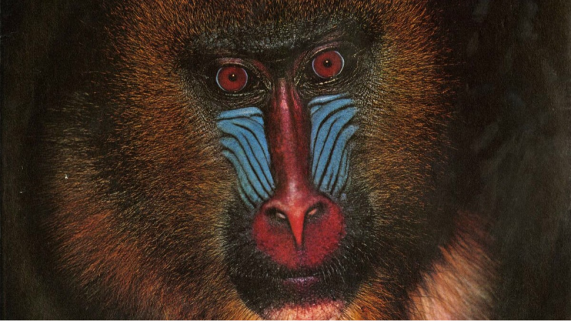 Sateli 3 - Mandrill (4/5) "Beast From The East" y "Solid" (1975) - 17/12/25 - Sateli 3 | Escuchar