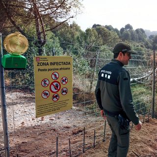 El impacto en el sector cárnico del brote de peste porcina