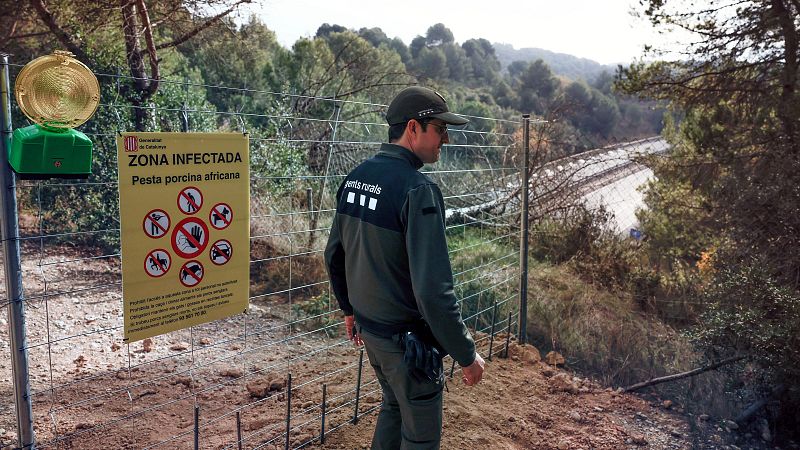 Europa abierta - El impacto en el sector cárnico del brote de peste porcina