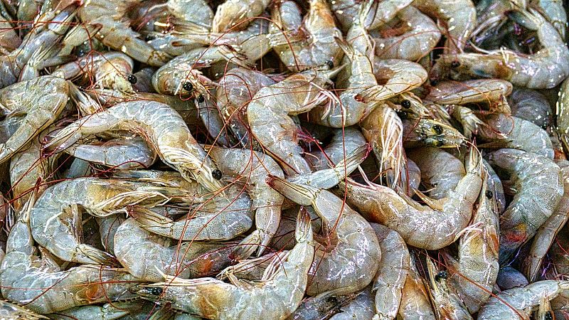 Bon dia i bona sort - Els motius reals de la pujada del peix aquests dies - Bon dia i bona sort | Escuchar