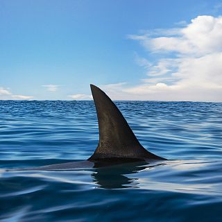 50 años del estreno de 'Tiburón' en España