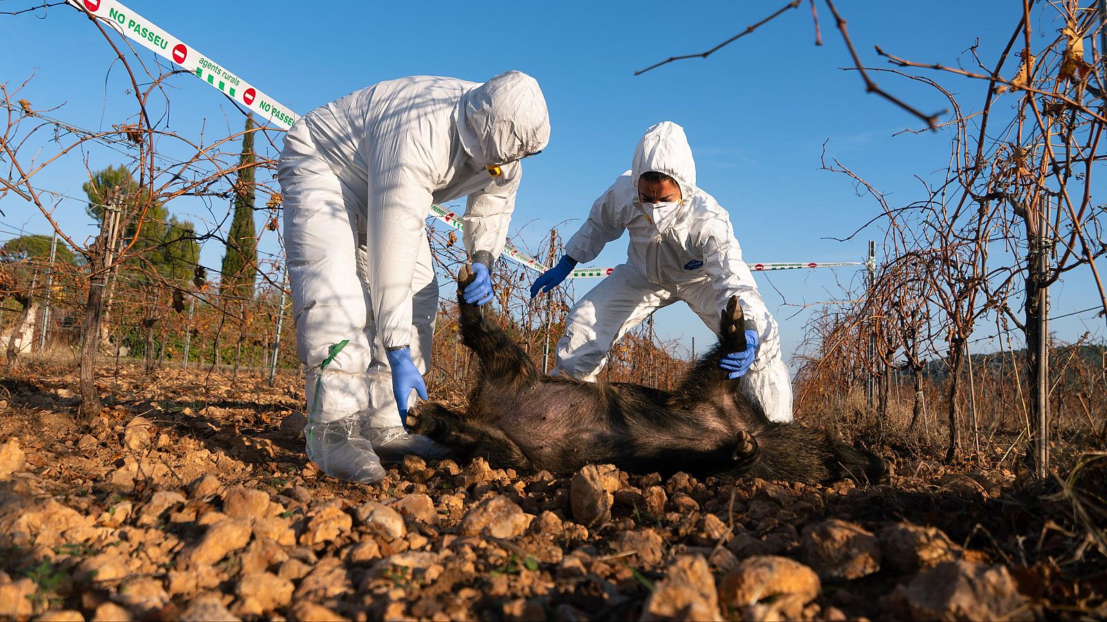 L'hora de les respostes en la crisi de la pesta porcina | PEPA SANGENÍS