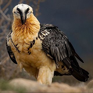 El quebrantahuesos y los planes que ayudan a su conservación