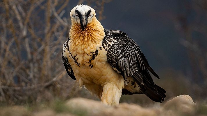 El quebrantahuesos y los planes que ayudan a su conservación