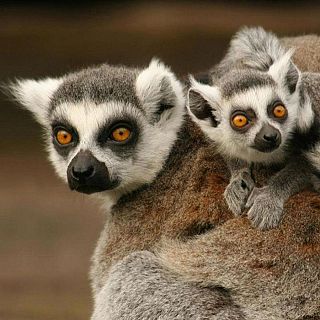 Madagascar, sin bosque no hay lémures