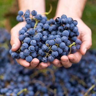 Despedimos 2025 con sabor, música y tradición