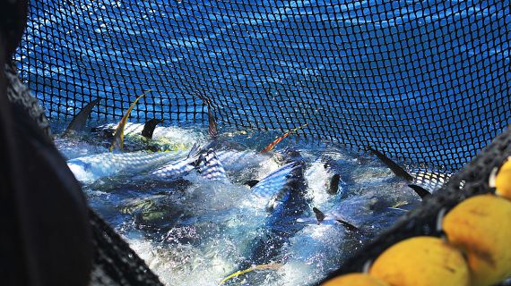 Llum verda per pescar tonyines al Mediterrani