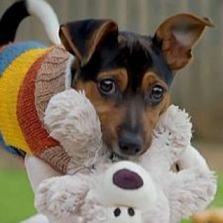 ‘Mirades que curen’, un programa de teràpia assistida amb gossos dirigit a joves amb TCA