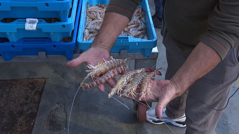 El langostino, el rey de las Navidades españolas - Españoles en la mar | Escuchar