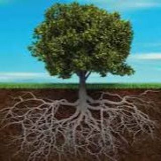 Por un año con mucha raíz