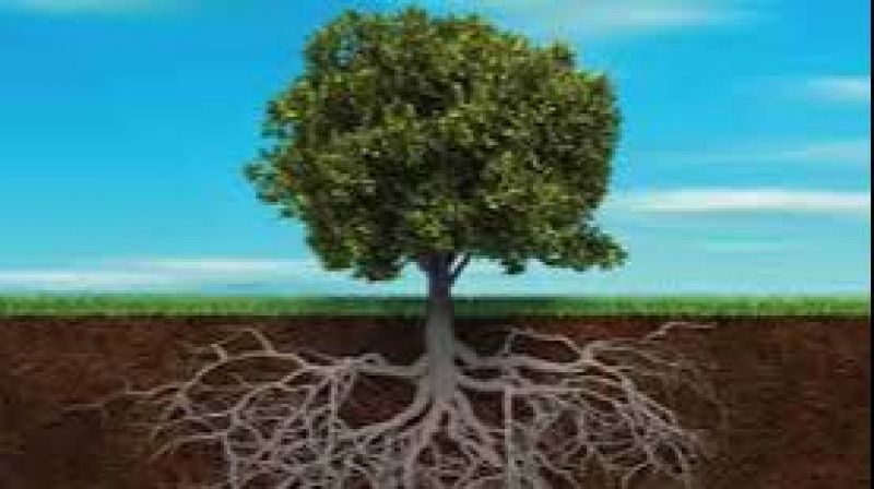 La riproposta - Por un a�o con mucha ra�z - 27/12/25 - La riproposta | Escuchar