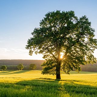 El misterioso Darr�