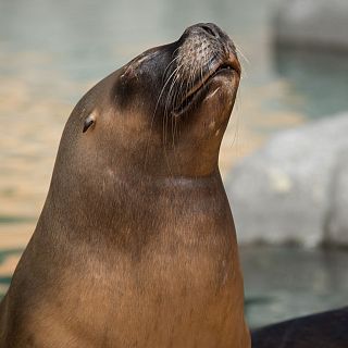 Lobos marinos de visita en playas de Galicia