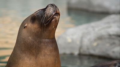 Lobos marinos de visita en playas de Galicia