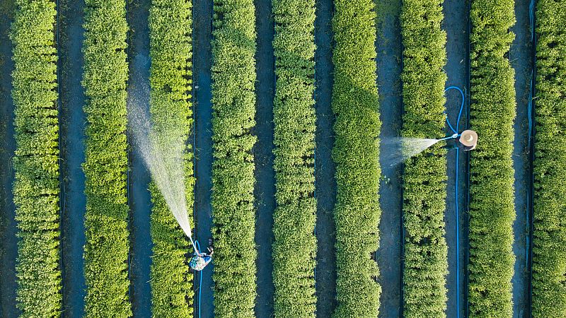 Mundo rural - PAC: nueva convocatoria de ayudas al asesoramiento agrario - 29/12/25 - Escuchar ahora