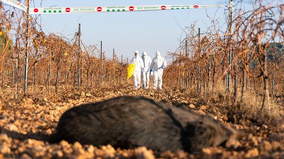 Descartat l'origen del virus de PPA a l'IRTA-CReSA