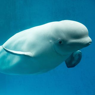 La evolución de las especies marinas