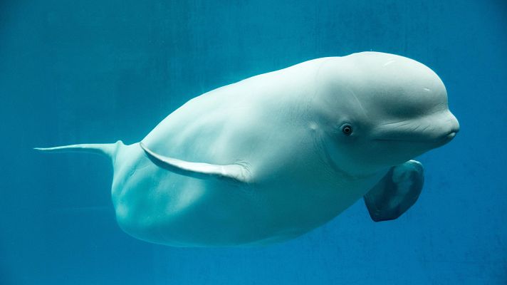 La evolución de las especies marinas