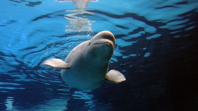 Marineland: El limbo legal de 30 belugas canadienses - Hora América | Escuchar