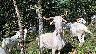 Laboratorio GAD-EX para fomentar la ganadería extensiva